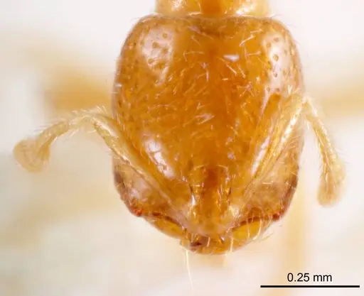 Solenopsis belisarius specimen ANTWEB1008716 image antweb1008716_2