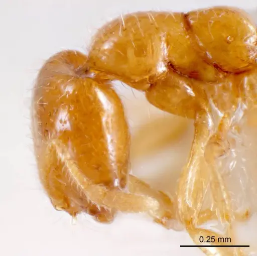 Solenopsis belisarius specimen ANTWEB1008716 image antweb1008716_3