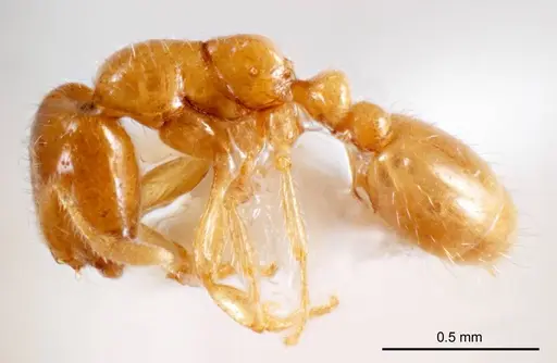 Solenopsis belisarius specimen ANTWEB1008716 image antweb1008716_4