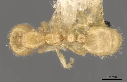 Solenopsis belisarius specimen CASENT0908874 image casent0908874_1