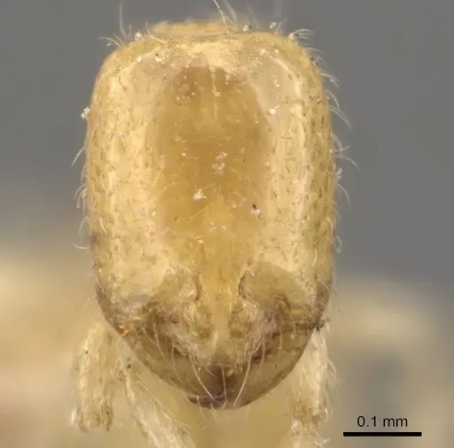Solenopsis belisarius specimen CASENT0908874 image casent0908874_2