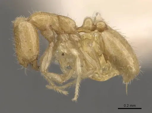 Solenopsis belisarius specimen CASENT0908874 image casent0908874_3