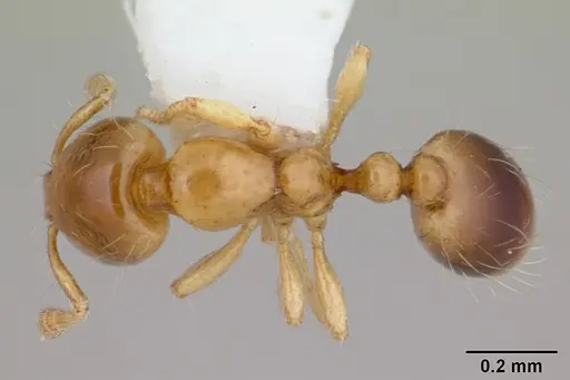 Solenopsis brevicornis specimen CASENT0178140 image casent0178140_1
