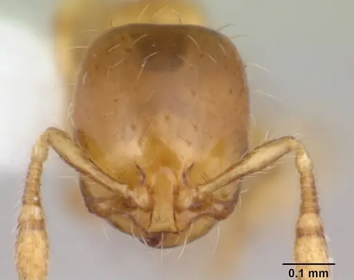 Solenopsis brevicornis specimen CASENT0178140 image casent0178140_2