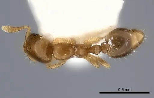 Solenopsis brevicornis specimen CASENT0217929 image casent0217929_1