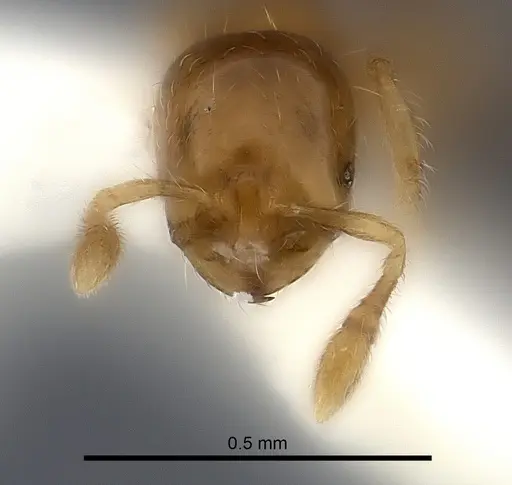 Solenopsis brevicornis specimen CASENT0217929 image casent0217929_2