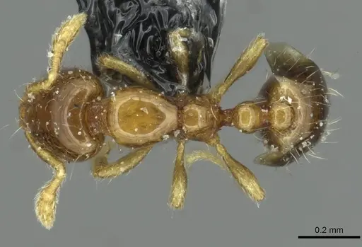 Solenopsis brevicornis specimen CASENT0913879 image casent0913879_1