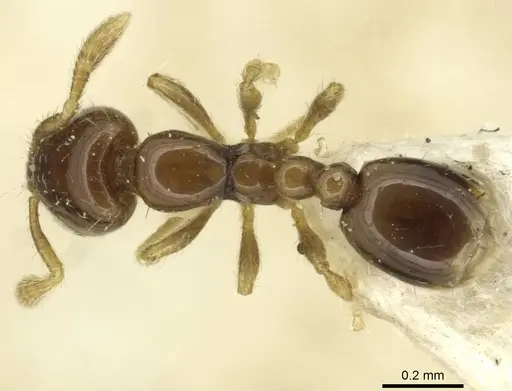 Solenopsis brevicornis specimen CASENT0913880 image casent0913880_1