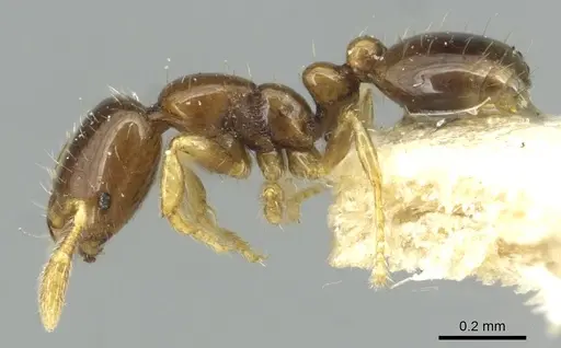 Solenopsis brevicornis specimen CASENT0913880 image casent0913880_3