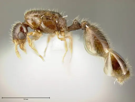 Solenopsis brevicornis specimen INBIOCRI001282327 image inbiocri001282327_2