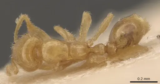Solenopsis canariensis specimen CASENT0908861 image casent0908861_1