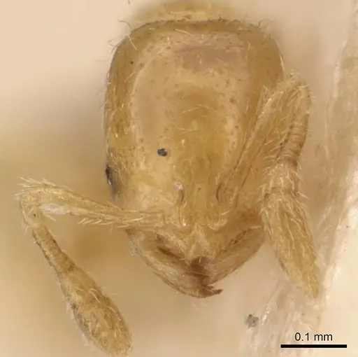 Solenopsis canariensis specimen CASENT0908861 image casent0908861_2