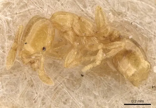 Solenopsis canariensis specimen CASENT0908861 image casent0908861_3