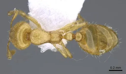 Solenopsis canariensis specimen CASENT0914826 image casent0914826_1