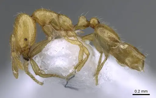 Solenopsis canariensis specimen CASENT0914826 image casent0914826_3
