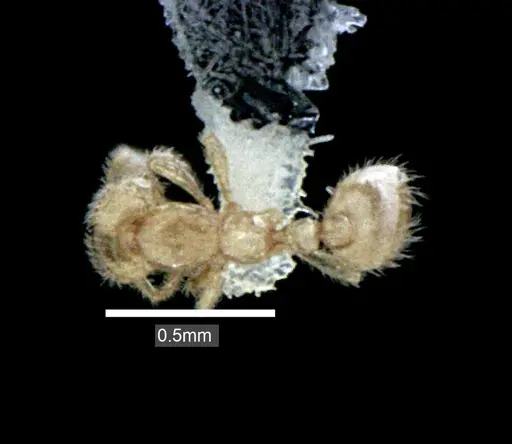 Solenopsis carolinensis specimen ANTWEB1041517 image antweb1041517_1