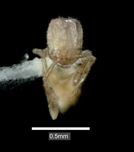 Solenopsis carolinensis specimen ANTWEB1041517 image antweb1041517_2