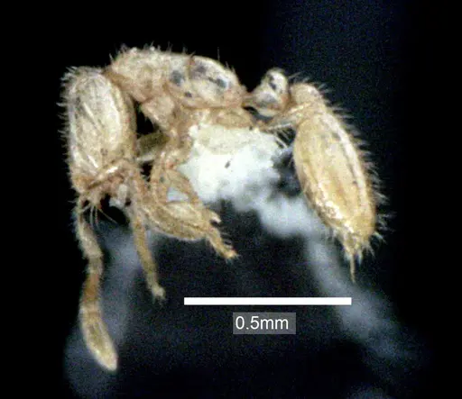 Solenopsis carolinensis specimen ANTWEB1041517 image antweb1041517_3