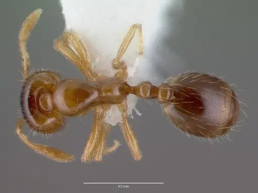 Solenopsis carolinensis specimen CASENT0010696 image casent0010696_1
