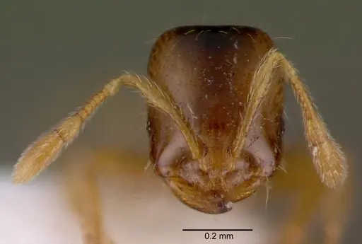Solenopsis carolinensis specimen CASENT0010696 image casent0010696_2