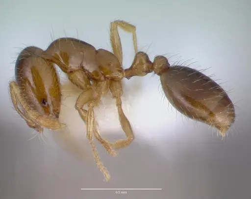 Solenopsis carolinensis specimen CASENT0010696 image casent0010696_3