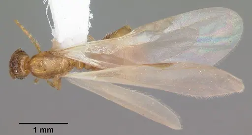 Solenopsis carolinensis specimen CASENT0104495 image casent0104495_1