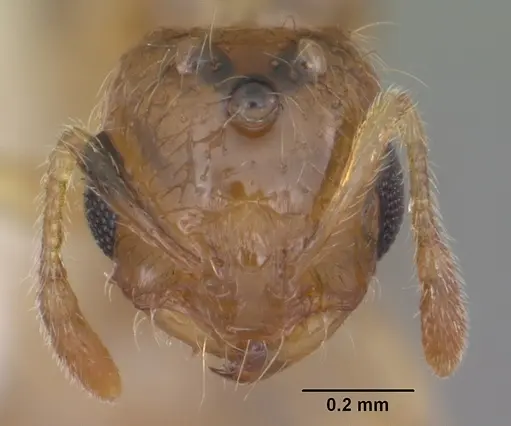 Solenopsis carolinensis specimen CASENT0104495 image casent0104495_2