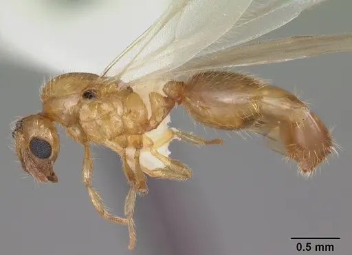 Solenopsis carolinensis specimen CASENT0104495 image casent0104495_3
