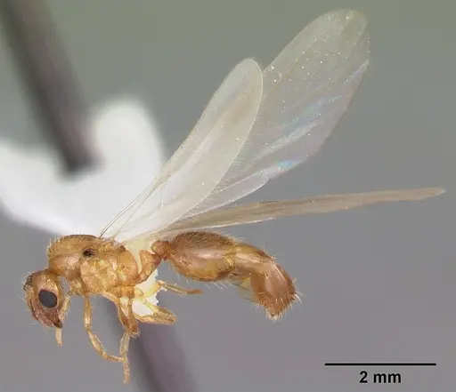 Solenopsis carolinensis specimen CASENT0104495 image casent0104495_4