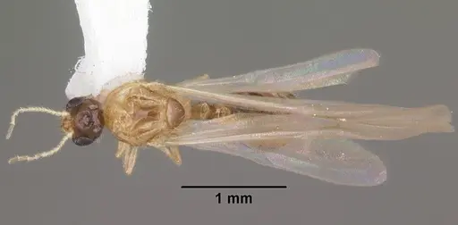 Solenopsis carolinensis specimen CASENT0104496 image casent0104496_1