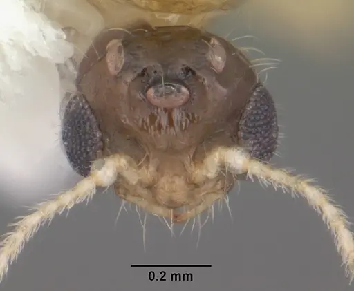 Solenopsis carolinensis specimen CASENT0104496 image casent0104496_2