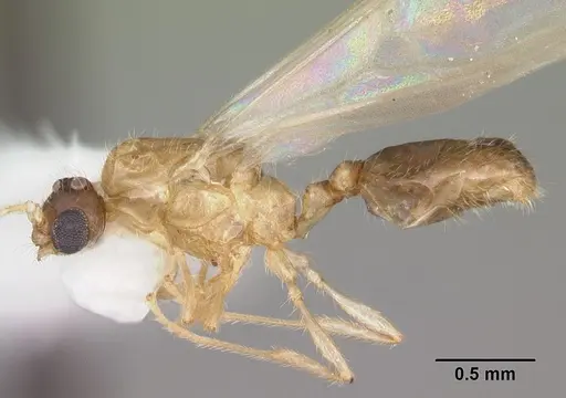 Solenopsis carolinensis specimen CASENT0104496 image casent0104496_3