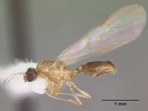 Solenopsis carolinensis specimen CASENT0104496 image casent0104496_4