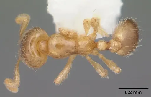 Solenopsis carolinensis specimen CASENT0104497 image casent0104497_1