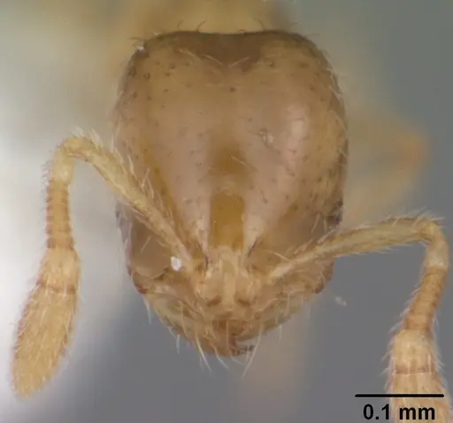 Solenopsis carolinensis specimen CASENT0104497 image casent0104497_2
