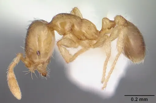 Solenopsis carolinensis specimen CASENT0104497 image casent0104497_3