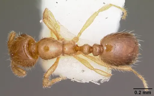 Solenopsis carolinensis specimen CASENT0104665 image casent0104665_1