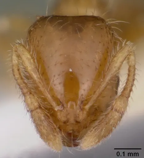 Solenopsis carolinensis specimen CASENT0104665 image casent0104665_2
