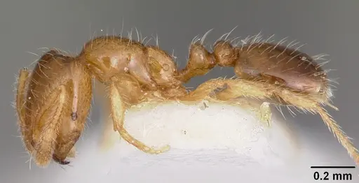 Solenopsis carolinensis specimen CASENT0104665 image casent0104665_3