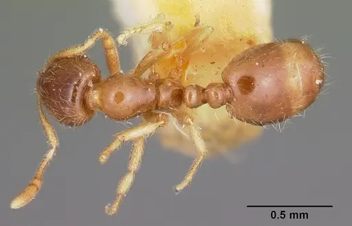 Solenopsis carolinensis specimen CASENT0104666 image casent0104666_1