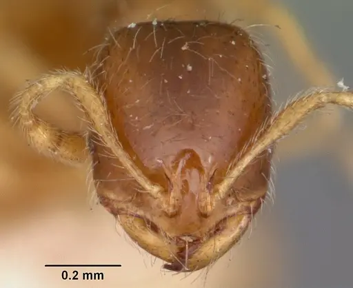 Solenopsis carolinensis specimen CASENT0104666 image casent0104666_2