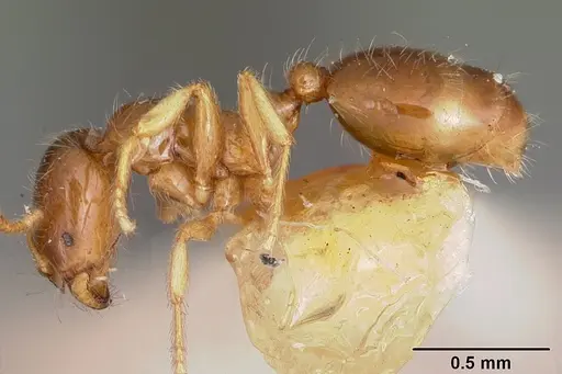 Solenopsis carolinensis specimen CASENT0104666 image casent0104666_3