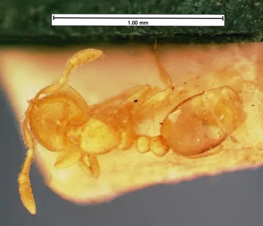 Solenopsis carolinensis specimen CASENT0105540 image casent0105540_1