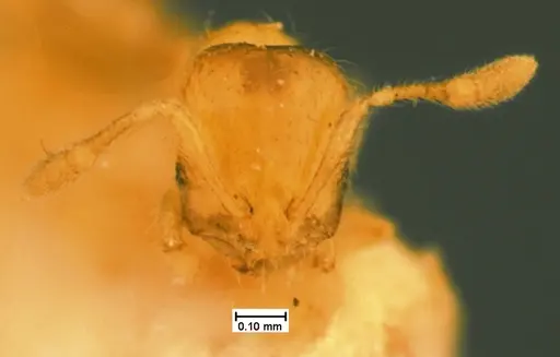 Solenopsis carolinensis specimen CASENT0105540 image casent0105540_2