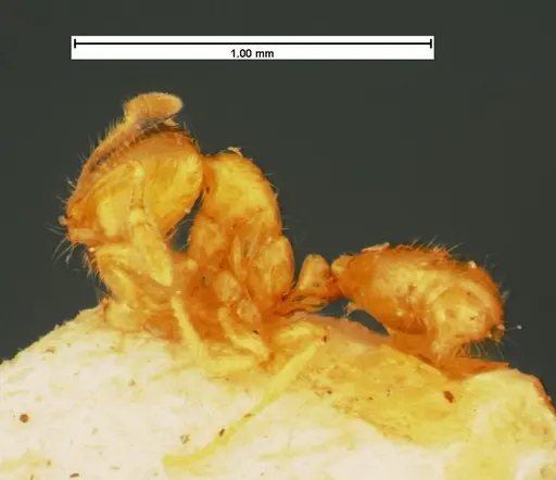 Solenopsis carolinensis specimen CASENT0105540 image casent0105540_3
