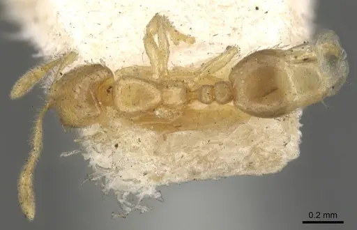 Solenopsis carolinensis specimen CASENT0902335 image casent0902335_1