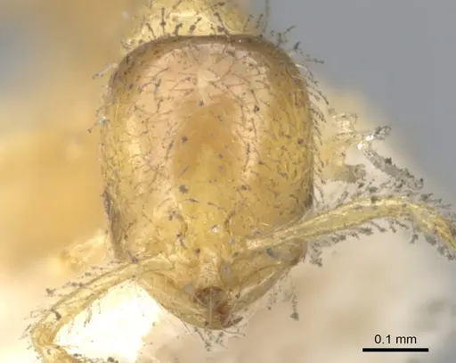 Solenopsis carolinensis specimen CASENT0902335 image casent0902335_2