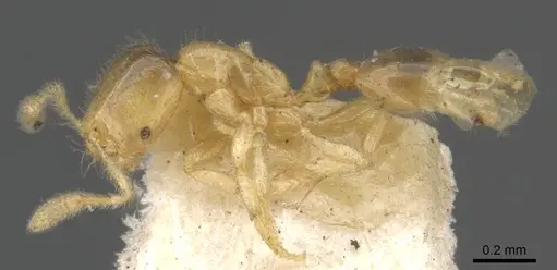 Solenopsis carolinensis specimen CASENT0902335 image casent0902335_3