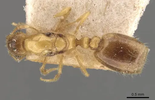 Solenopsis carolinensis specimen CASENT0908856 image casent0908856_1
