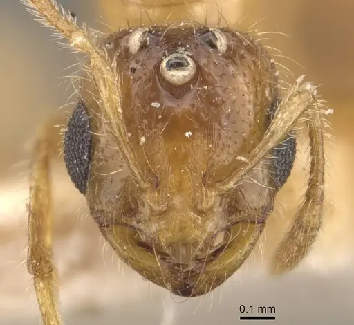 Solenopsis carolinensis specimen CASENT0908856 image casent0908856_2
